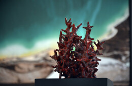 Ephemeral Sea: Corals