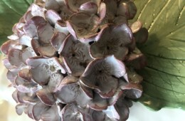 hidrangea