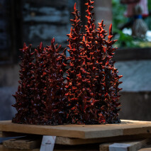 ‘Coralli’