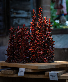 ‘Corals’